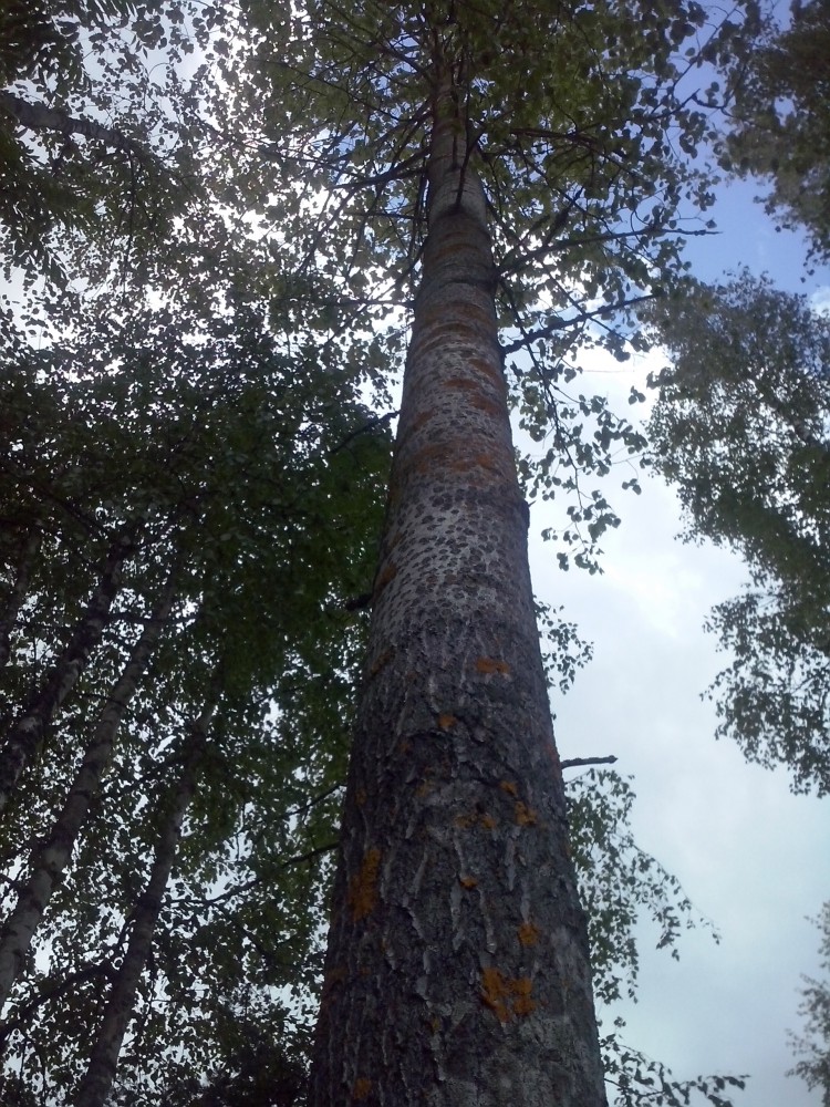 välillä on pitänyt keskittyy hakkuu hommiin,jotta on saanut sopivan &quot;aihion&quot; baaritasoon ja matkustajien pöytään :D